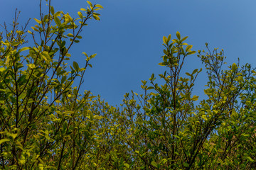 Background of nature