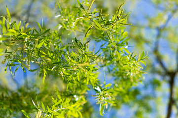 green leaves of tree in spring
