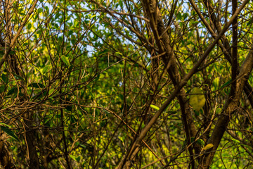 Background of nature