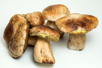White mushroom lat. Boletus edulis isolated on white background