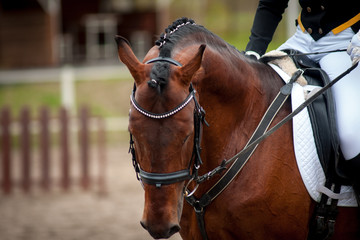 Fototapeta premium Horse