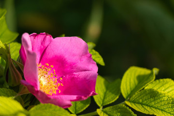 Blume