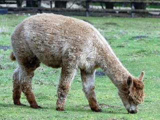 Brown alpaca eating grass in field