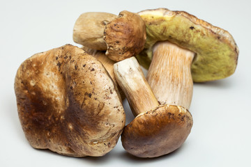 White mushroom lat. Boletus edulis isolated on white background