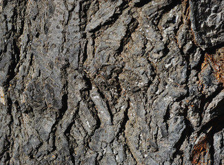 Wood texture with natural wood pattern for design and decoration 
