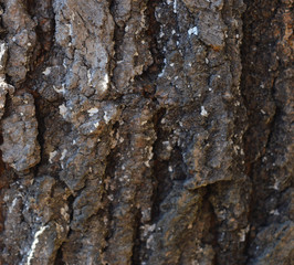 Wood texture with natural wood pattern for design and decoration 