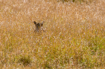 A leopard named Kanoso walking through the high grasses in the plains of Africa inside Masai Mara National Reserve during a wildlife safari