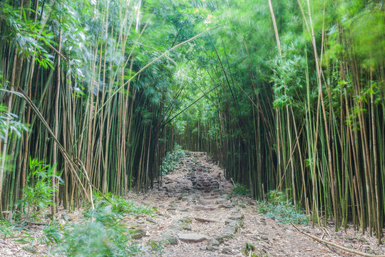 bamboo forest