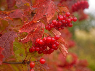 viburnum berries on branches in autumn