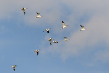 pied avocet (recurvirostra avosetta) in flight
