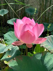 perfect lotus