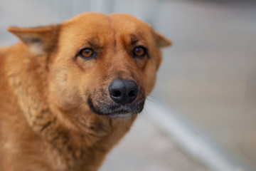 A sad-looking street dog. selective focus
