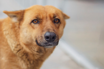 Red abandoned homeless dog is on the street. Little sad abandoned dog. Lonely homeless stray dog on urban road. selective focus