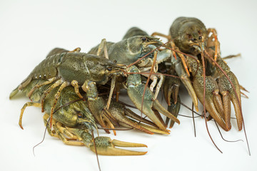 Crayfish on a white background