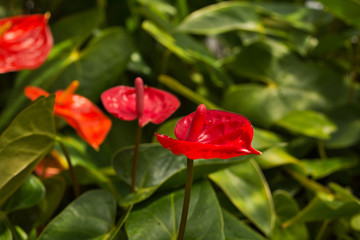 Tropical Anthurium Plant, beautiful Flamingo Flower, Laceleaf 