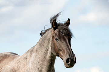 Obraz na płótnie Canvas Pferd (Equus)