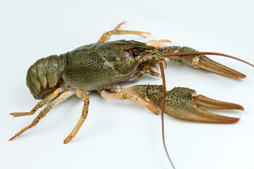 Crayfish on a white background