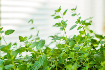 A young green peppermint herbal plant near window indoors on a sunny day