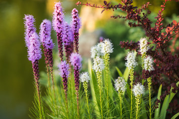 Liatris Spicata Kobold Flowers in Copenhagen