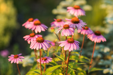 Obraz premium Pink Echinacea Flowers. Close up of pink Echinacea flowers