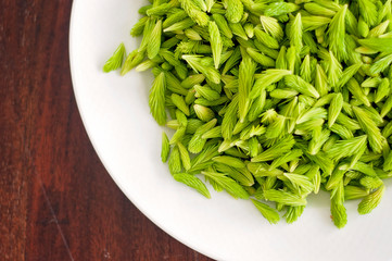Antibacterial spruce sprouts from Finnish forest during Spring. Fresh raw food or super food are...