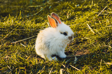 Bunny in grass, daisy coronet, spring and easter.