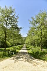 Fototapeta na wymiar Chemin rectiligne entre deux rangées d'arbres jeunes au domaine provincial de Rivierenhof à Anvers
