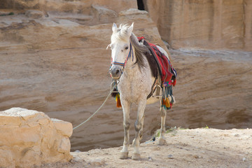  A beautiful white horse standing on the sand on a background of sand rocks.