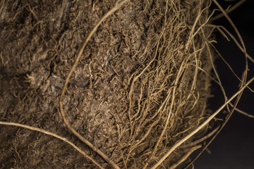 Macro of ripe coconut.