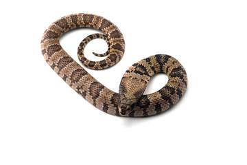 False water cobra isolated on white background