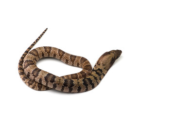 False water cobra isolated on white background