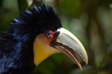 tucano