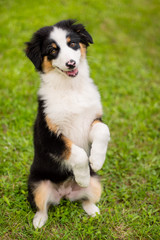 Happy Aussie dog sitting at meadow with green grass in summer or spring. Beautiful Australian shepherd puppy 3 months old. Cute dog enjoy playing at park outdoors.