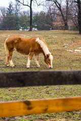 Horse on a farm