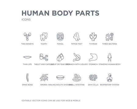 simple set of human body parts vector line icons. contains such icons as respiratory system, skin cells, small intestine, smiling mouth showing teeth, sperms, spine bone, standing human body,