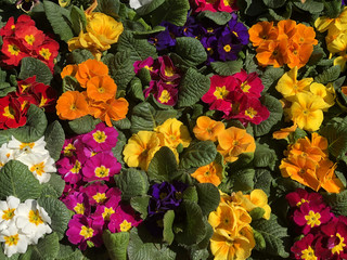 Colorful flowers/violas in the garden. Viola background. Floral background. yellow, red, violet, orange, red, blue flowers