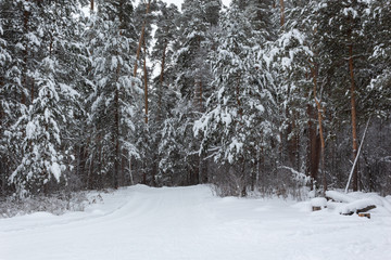 Winter landscape, trees under the snow, Russia