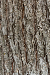 Old tree trunk texture