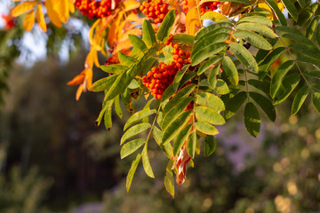 Rowan berries on a branch