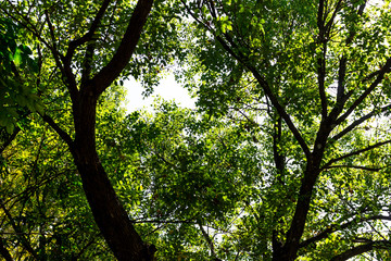 Background of nature