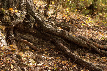 Big tree roots above the ground