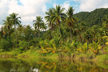 Fototapeta na wymiar Coconut palms on Koh Chang island in Thailand