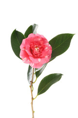 Fototapeta premium Camellia flower and foliage