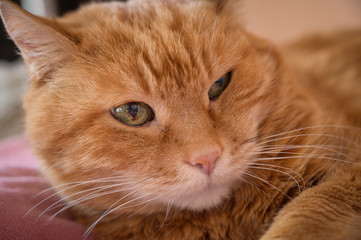 Adorable red cat. Selective focus.