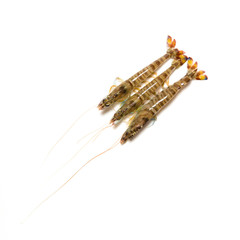 shrimp isolated on white background
