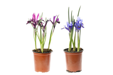Iris plants in pots