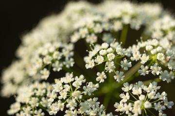 Small white flowers closeup