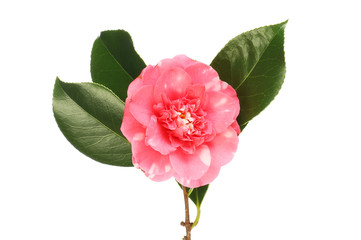 Red and white camellia