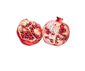 Botanical illustration of pomegranate