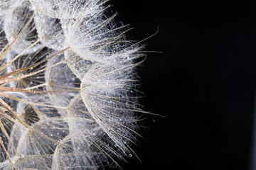  macro photo of dandelion seeds with water drops
